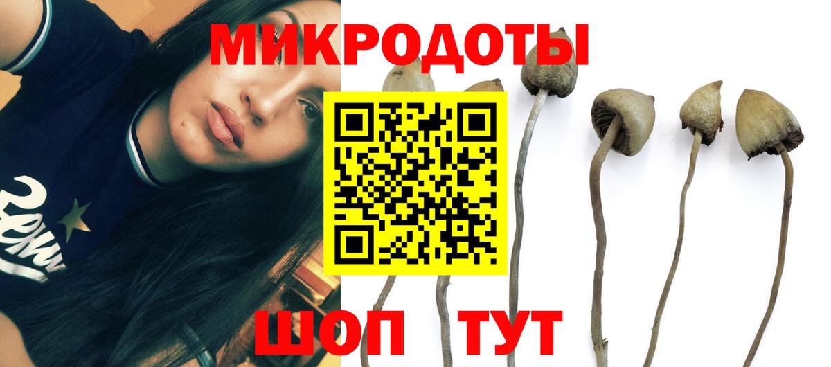 Галлюциногенные грибы Psilocybine cubensis Королёв